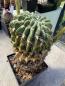 Preview: Echinopsis Hybr. violett